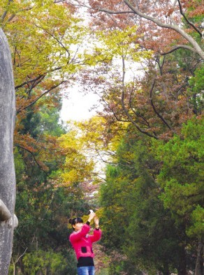 南京：兩側(cè)樹木扮上“秋妝”石象路迎來(lái)一年中最美景致