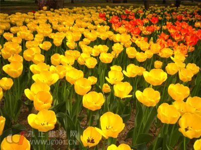 山東青州“指數(shù)”成全國花卉市場“晴雨表”