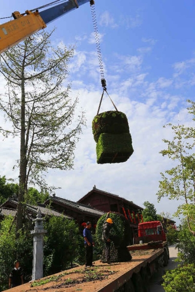 四川：廣元千佛崖花卉園藝展 為女兒節(jié)增添亮麗風景