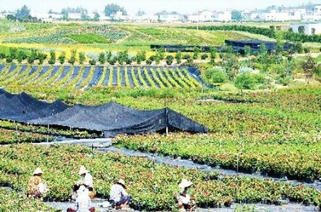 現(xiàn)代花卉科技產(chǎn)業(yè)園