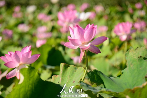 上海最大的荷花種植基地荷花綻放