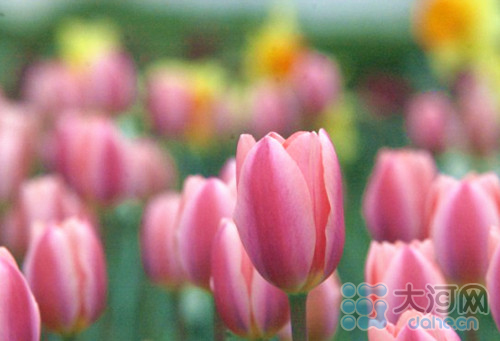 河南：鄭州人民公園郁金香花展4月5日免費(fèi)開放