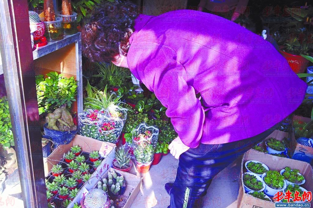 山東：花卉市場迎來小高潮 防輻射綠色小盆栽受青睞