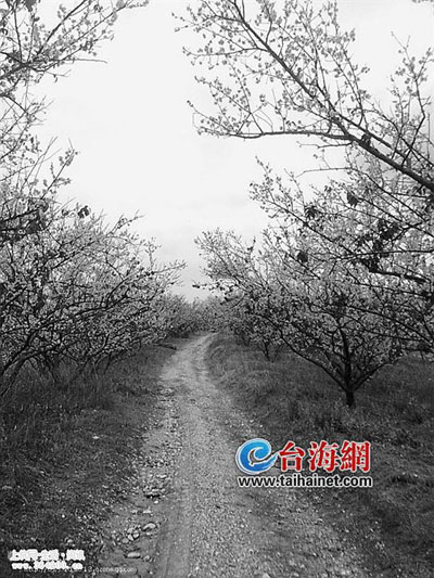 福建：上杭觀音井千畝梅花迎寒怒放