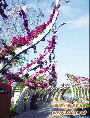 山東：當(dāng)戶種薔薇 無(wú)棣成“花都”