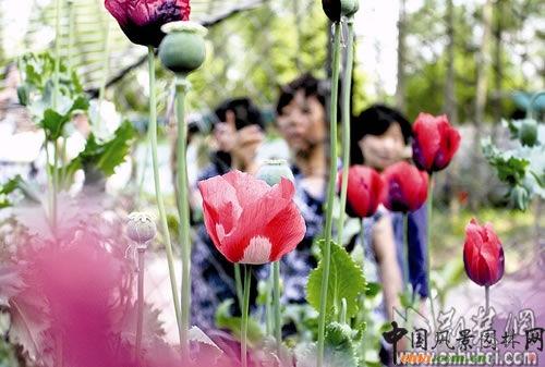 武漢植物園罌粟花綻放在鐵籠之中（圖）