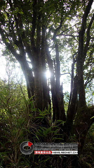 炎陵一棵千年古樹長(zhǎng)有22個(gè)