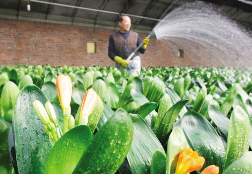 遼寧寧遠(yuǎn)鎮(zhèn)小臺(tái)子村 香飄萬里