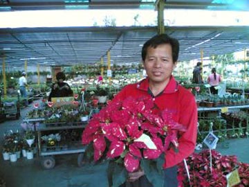 臺(tái)北花博帶動(dòng)買氣 圣誕花卉多數(shù)斷貨(圖)