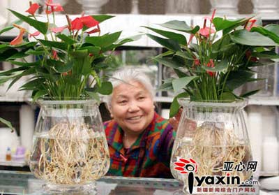 水培花卉現(xiàn)在開始走俏(圖)