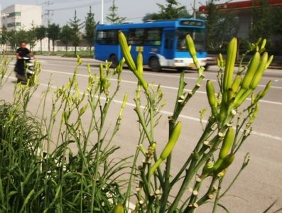 綠化帶長出黃花菜？警告路人不可食用