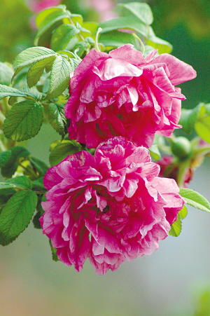 玫瑰精油，前景產(chǎn)業(yè)為何走向末路