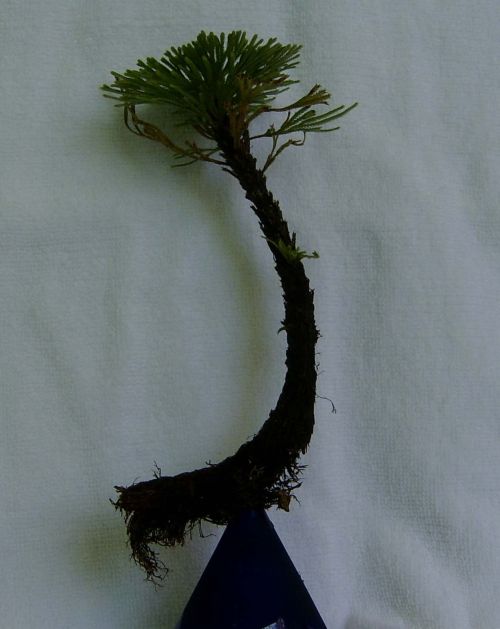 世間難覓的新奇特還魂草(圖)