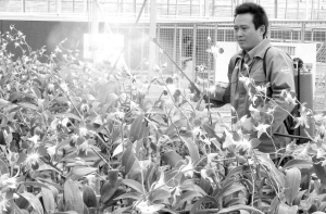 熱帶蘭花基因庫落戶南京(圖)