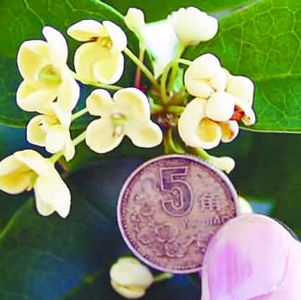 天香臺(tái)閣-桂花新秀更大更香（圖）